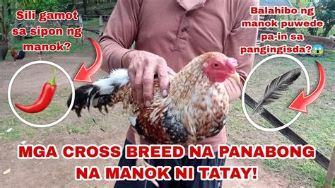 PANABONG NA MANOK: MGA DAPAT .